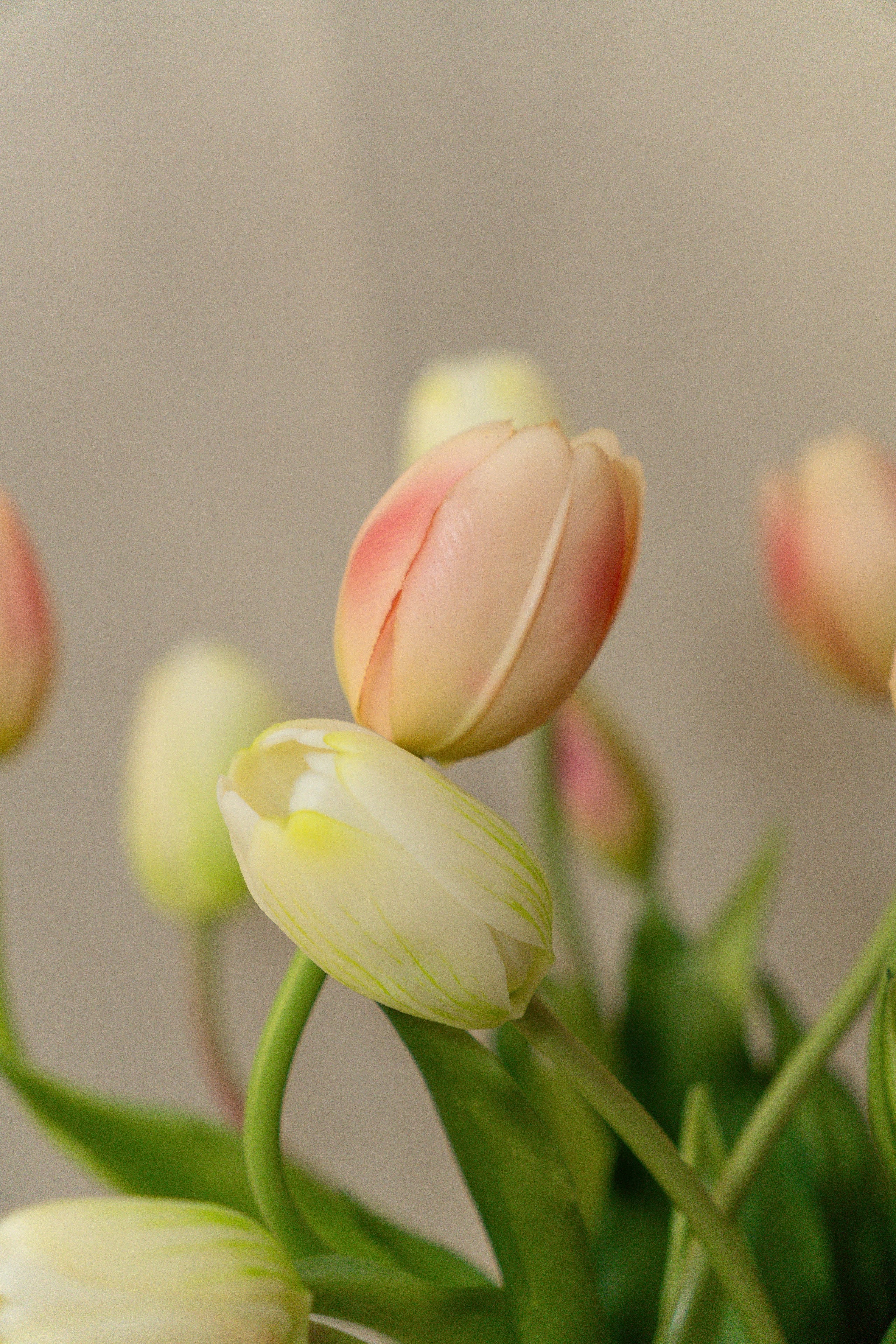 Bouquet de tulipes | Fraîcheur