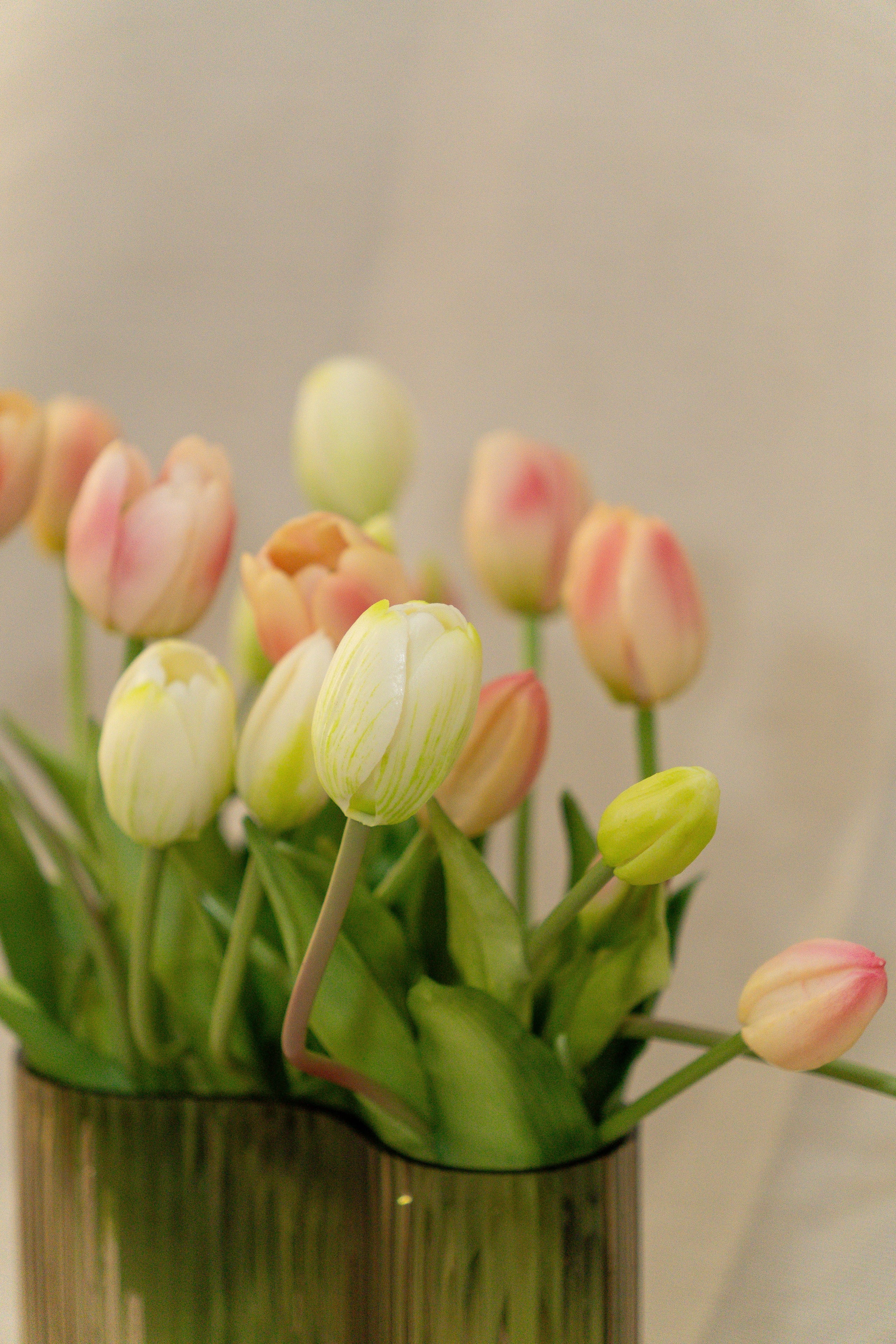 Bouquet de tulipes | Fraîcheur