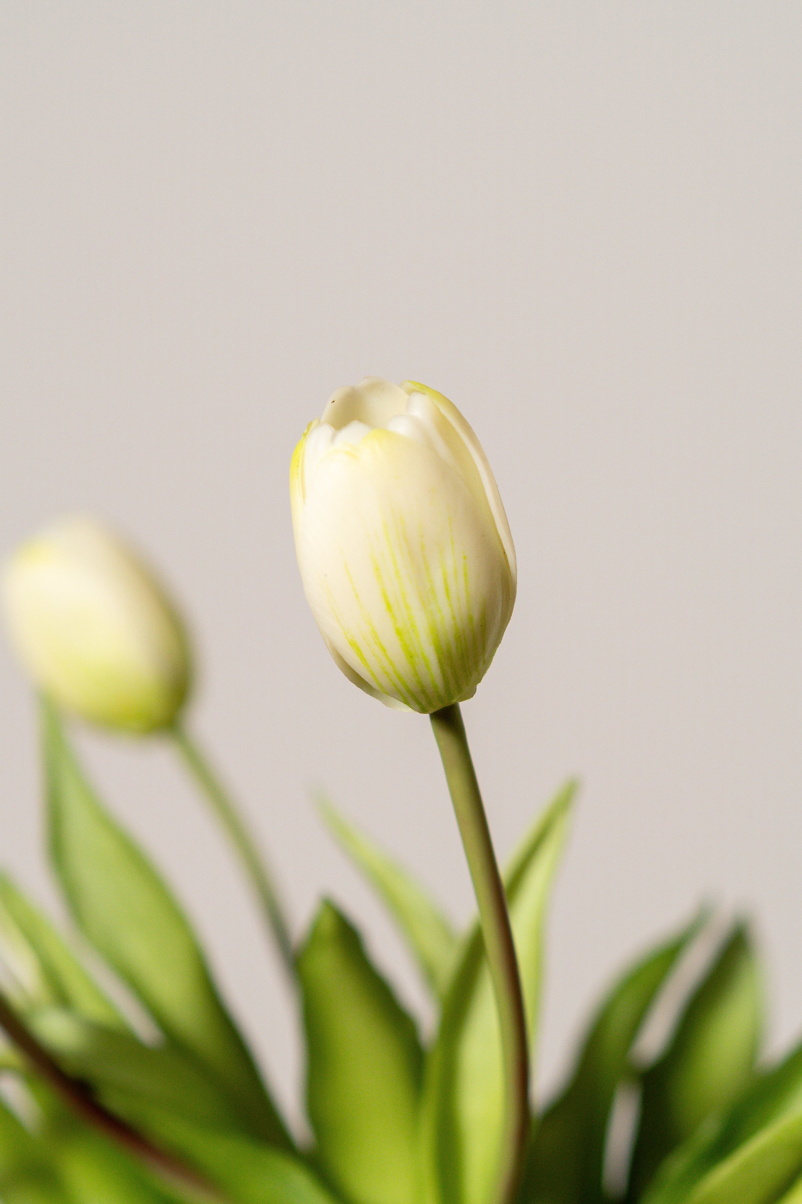 Bouquet de tulipes blanc crème