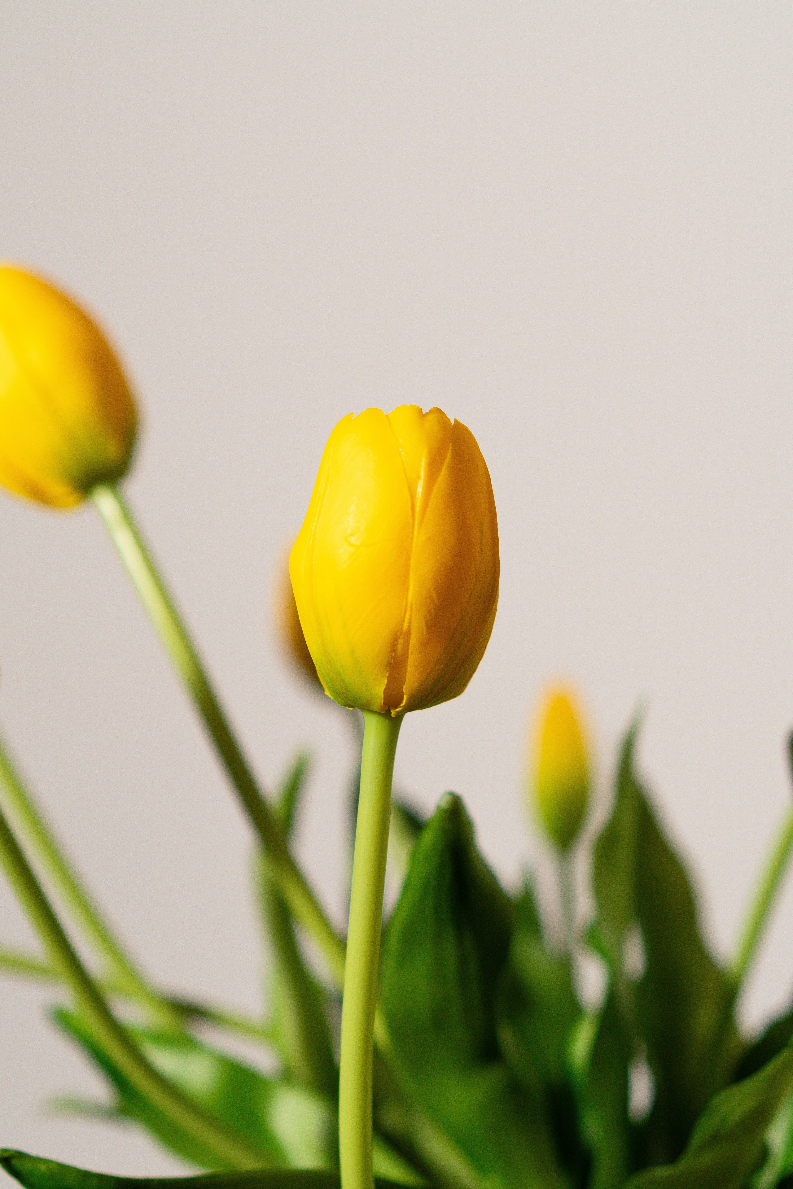 Bouquet de tulipes jaune mimosa