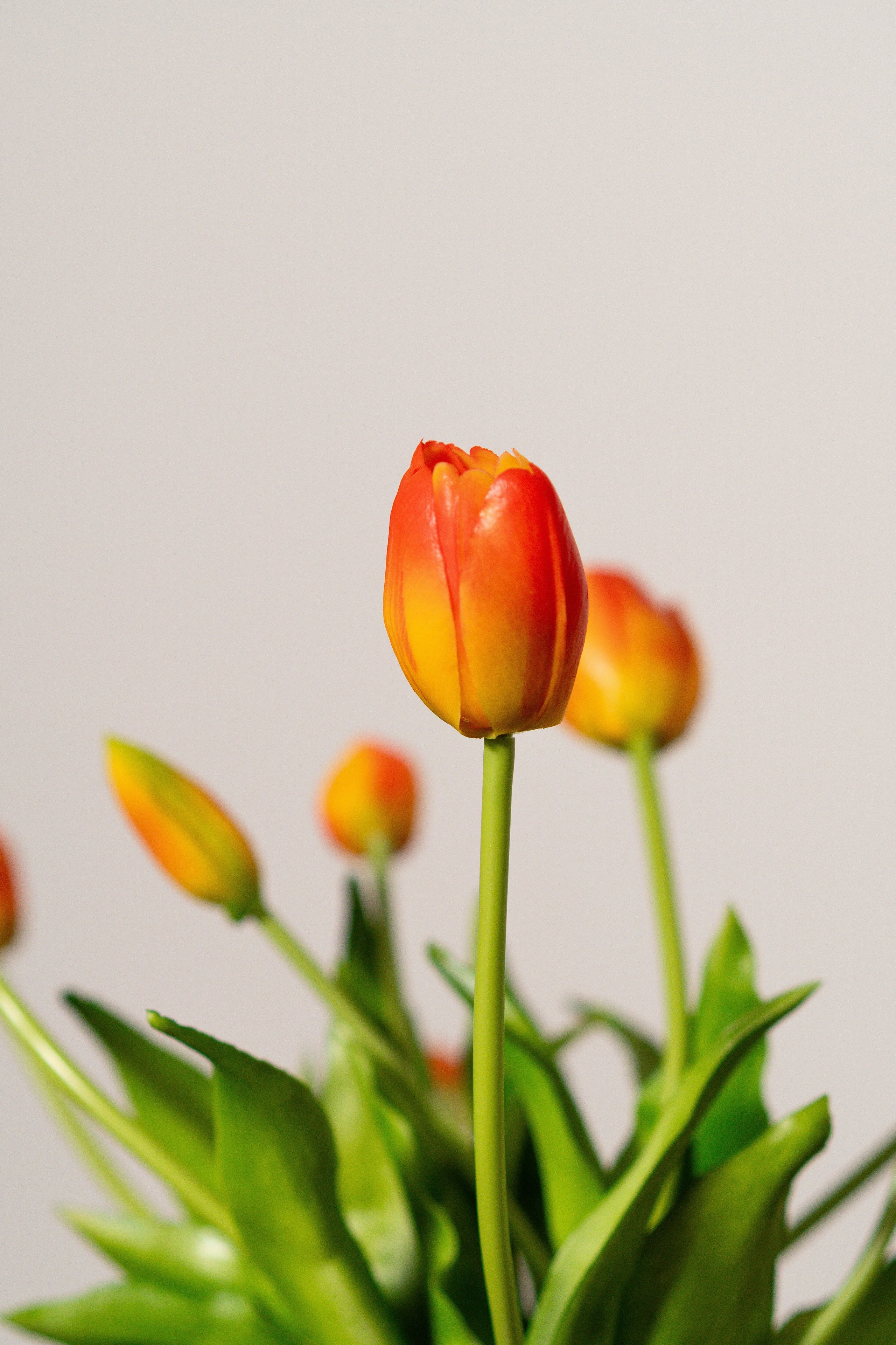 Bouquet de tulipes orange corail