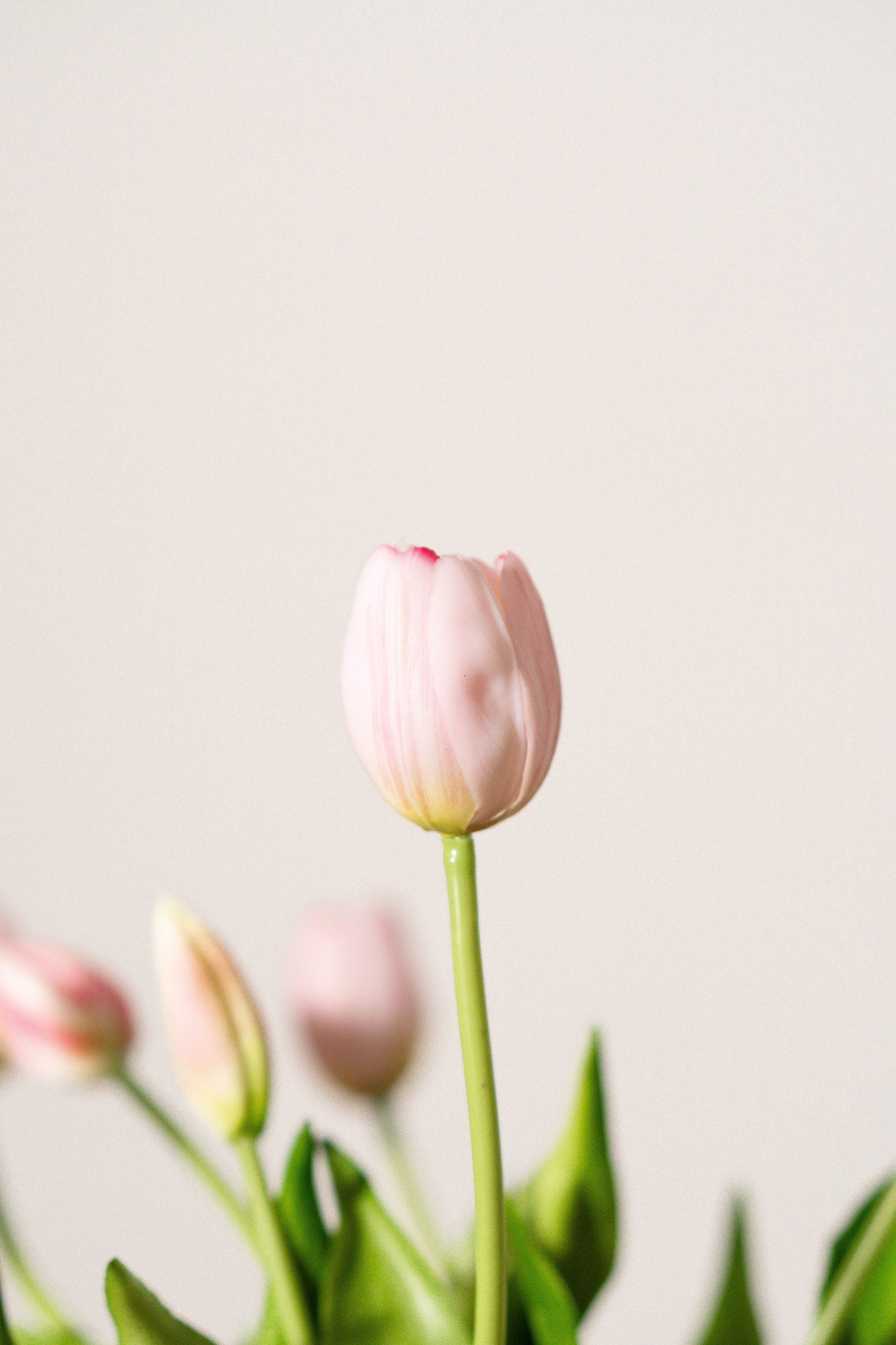 Bouquet de tulipes rose poudré
