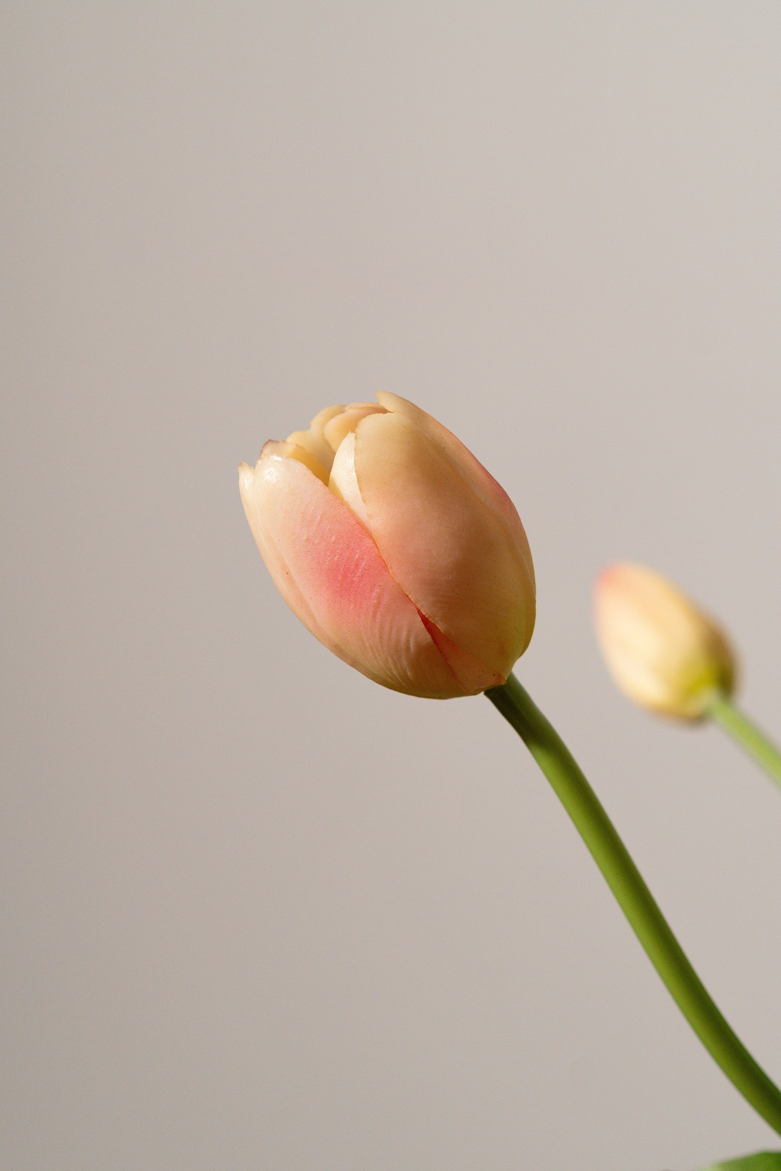 Bouquet de tulipes rose pastel