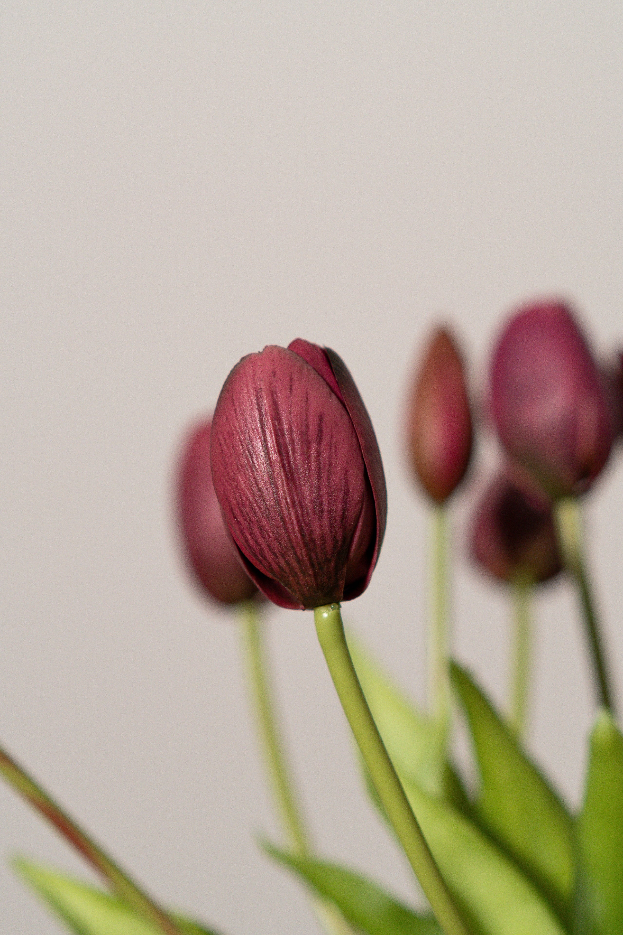 Bouquet de tulipes violet prune